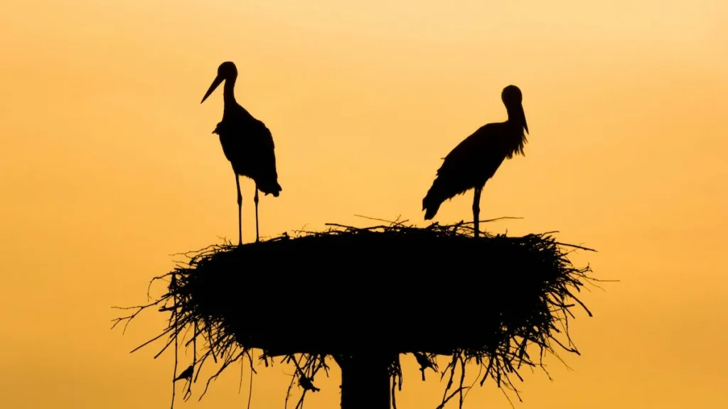 Empty nest